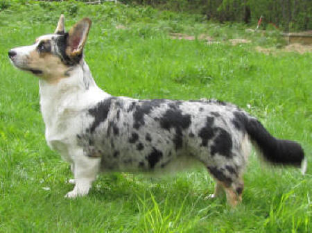 Blåtirans Elektra Elektrisk | Cardigan Welsh Corgi 