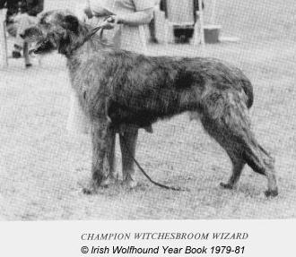 Witchesbroom Wizard | Irish Wolfhound 