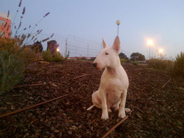 Star do vale de cães TASHA | Bull Terrier 