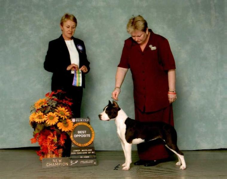 Chargers Patent Pending | American Staffordshire Terrier 