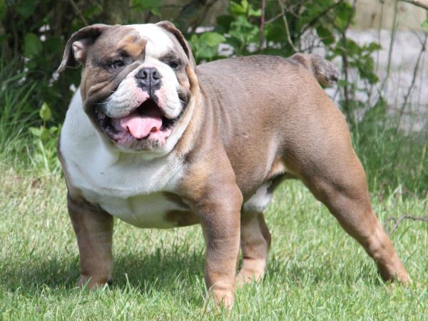 Orsteds Blui | Olde English Bulldogge 