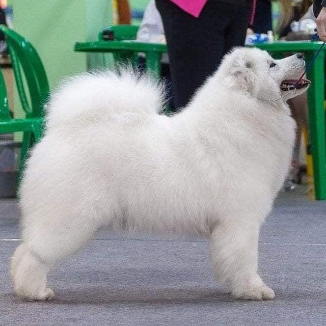 Lunnaja Raduga Energy | Samoyed 