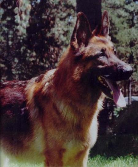 Reyko vom Adlerpass | German Shepherd Dog 