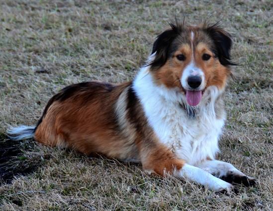 Cedar Creek Cracklin' Rosie | English Shepherd 