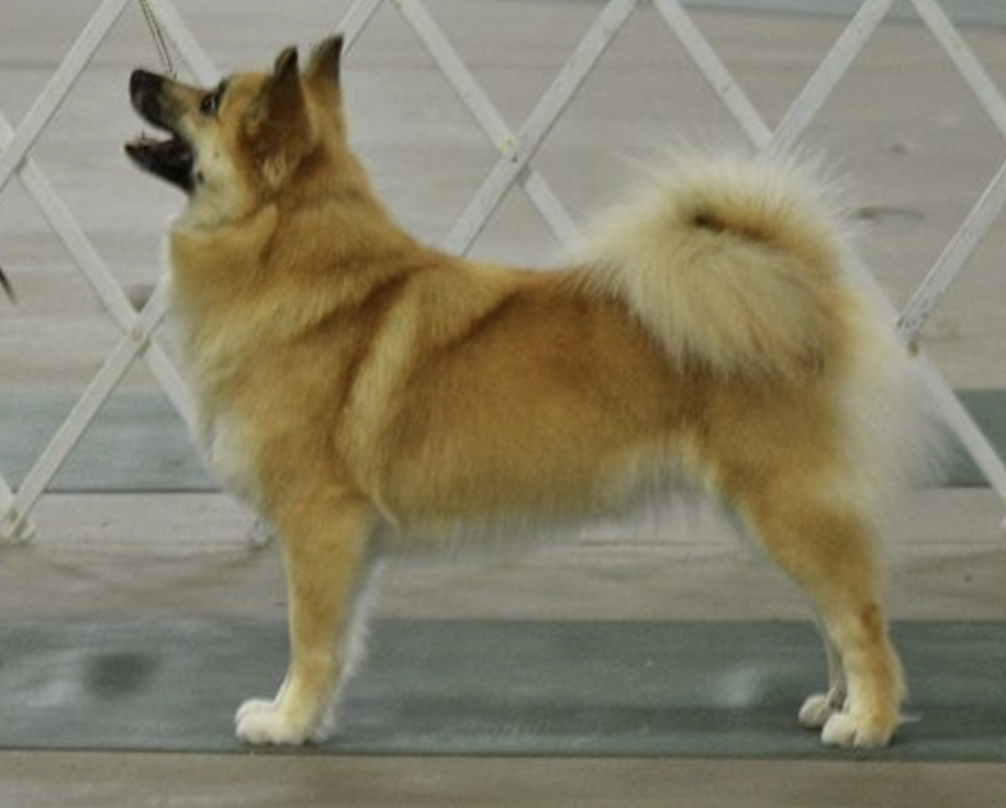 Caradoc's Dharma Bread &amp; Roses | Icelandic Sheepdog 