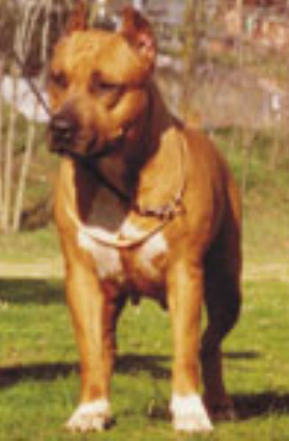 Shiba de Mado-En | American Staffordshire Terrier 