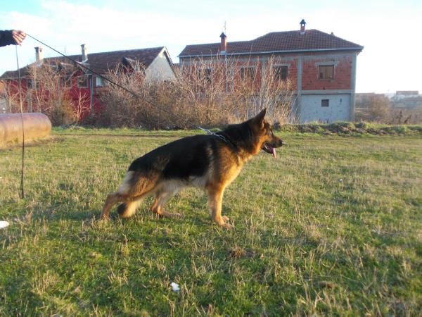 Alekss Topolovnicki | German Shepherd Dog 