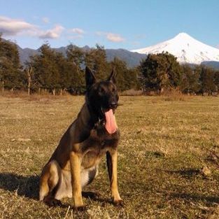 Lonka Van de Broon | Belgian Malinois 
