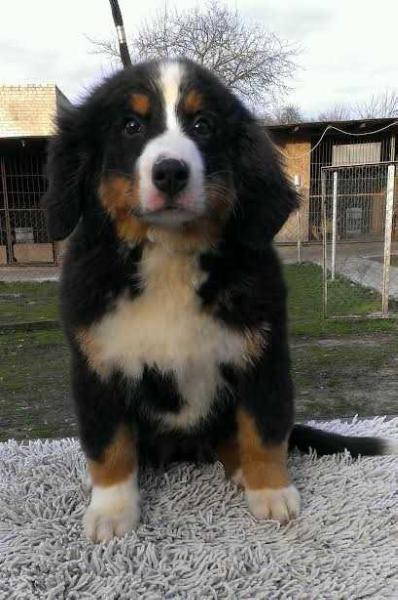 Ella Starzhy | Bernese Mountain Dog 