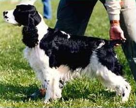 Adamant's Genghis Khan | English Springer Spaniel 