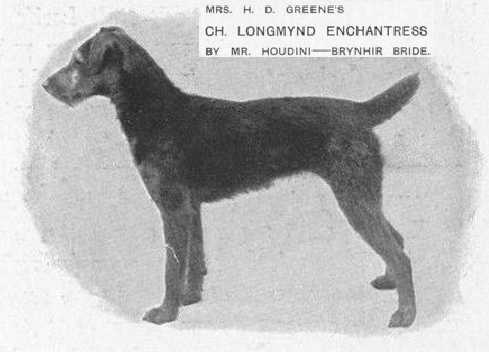 Longmynd Enchantress | Welsh Terrier 