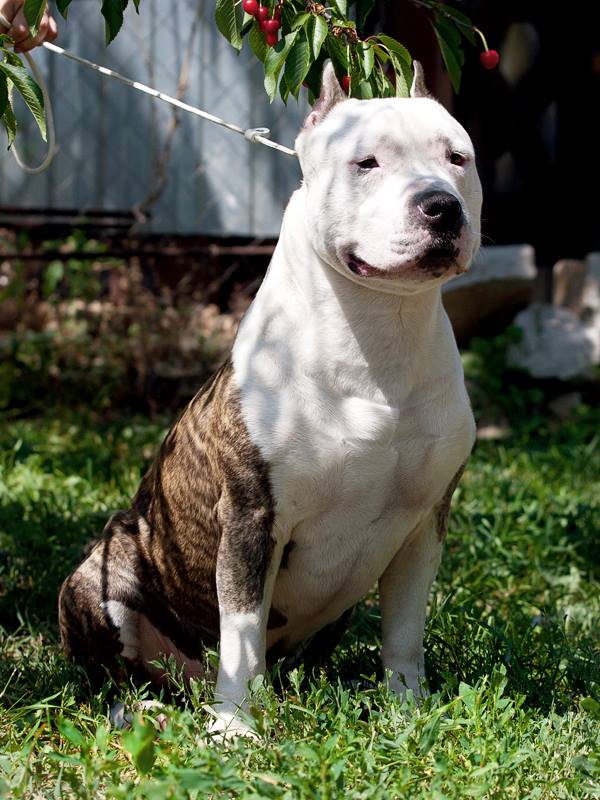 Tantsor Disco | American Staffordshire Terrier 