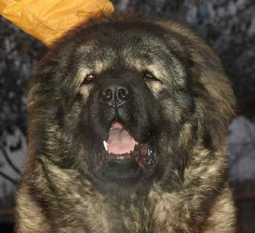 Caucov Dara | Caucasian Mountain Dog 