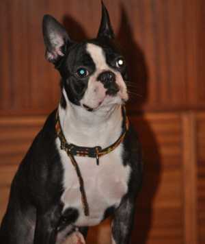 Axana Z Ostrova Baber | Boston Terrier 