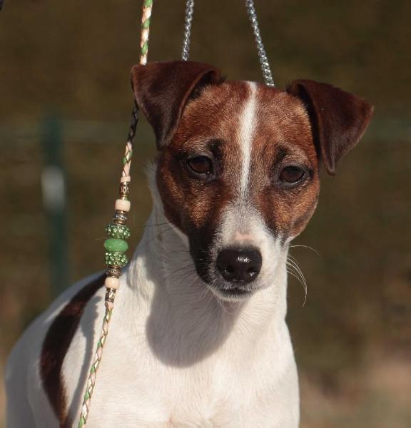 HAZEIDA DES GRES DE MALLEVILLE | Jack Russell Terrier 