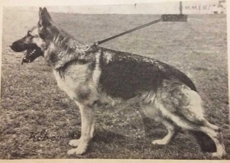 Halla von der Sturmwolke | German Shepherd Dog 