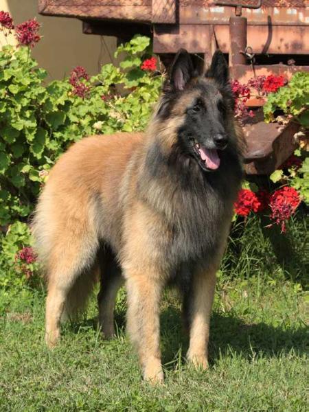 Baloo-T (Pavel) | Belgian Tervuren 