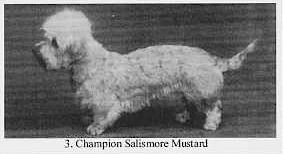 Salismore Mustard | Dandie Dinmont Terrier 
