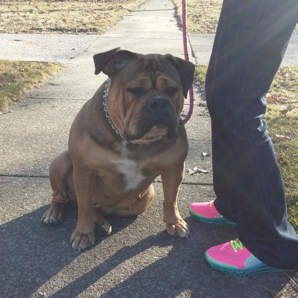 Kangpen Mia | Olde English Bulldogge 