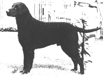 Blazeaway Bowser | Curly Coated Retriever 