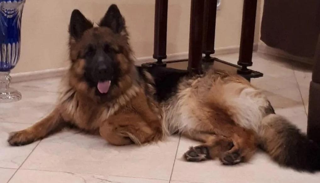 Negni Emili Von Wald House | German Shepherd Dog 