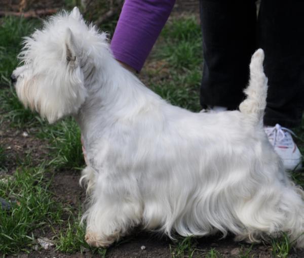 SO wildlook OF SURPRISE | West Highland White Terrier 