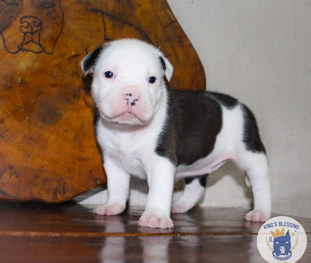 Hannah Cifers Shockwave King's Blessing | American Staffordshire Terrier 