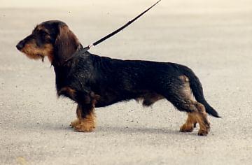 Ixos des horles de la vielle voye | Dachshund 
