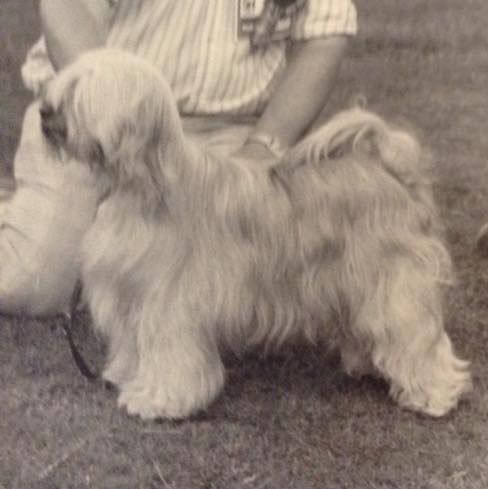 CHARISMA OF ALILAH | Tibetan Terrier 