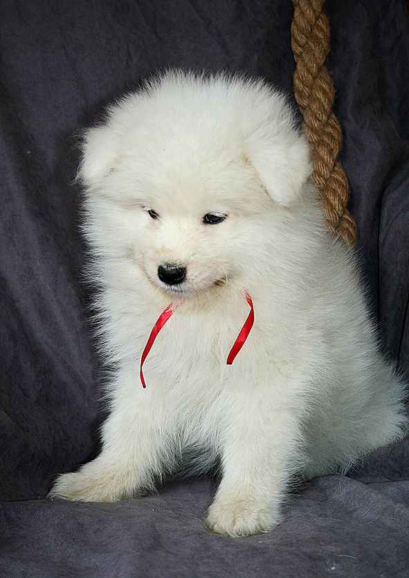 IZDOMASU Bercana | Samoyed 