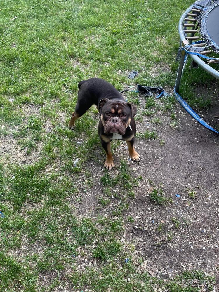 Shoreline's Gotti | Olde English Bulldogge 