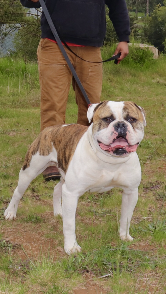 Fuerza’s Koba | American Bulldog 