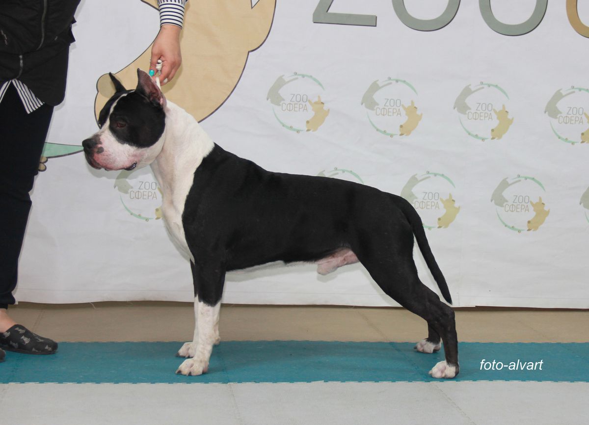 Alvart Dia Gremi | American Staffordshire Terrier 