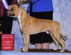 Ironstone's The Enforcer | American Staffordshire Terrier 