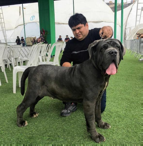 BISONTE DELLA RUPE | Neapolitan Mastiff 