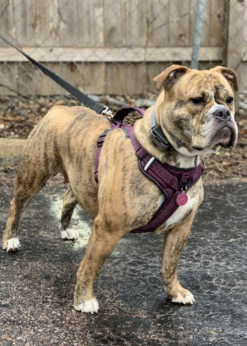 Sokota's Miss Millie | Olde English Bulldogge 