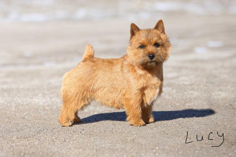 Paradym Laughs Out Loud | Norwich Terrier 