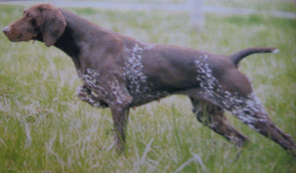 Greta de la Porte de Becray | German Shorthaired Pointer 