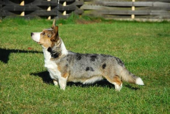 Brawos Bis Dolly | Cardigan Welsh Corgi 