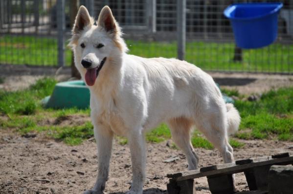 Ursa Unicus Taien | White Swiss Shepherd Dog 