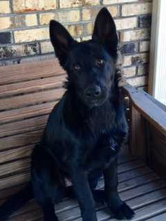 Yakay of the Southern Star | German Shepherd Dog 