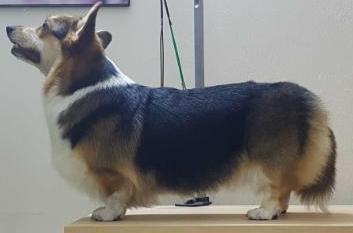 Asterland Shades Of Innocence | Pembroke Welsh Corgi 