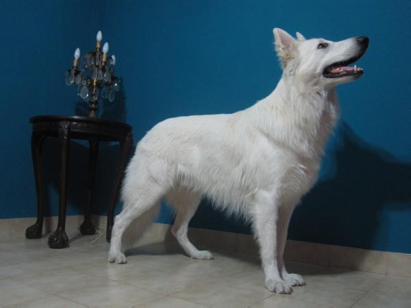 Hewie White so White | White Swiss Shepherd Dog 