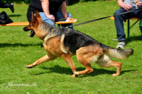 Tina del Toledo | German Shepherd Dog 
