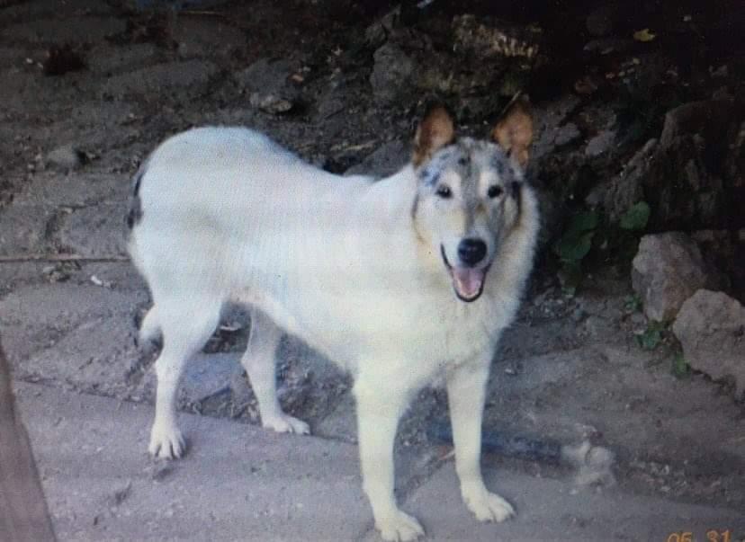 Lost Acres Blue Moon At Twilight Tru-vu | Rough Collie 