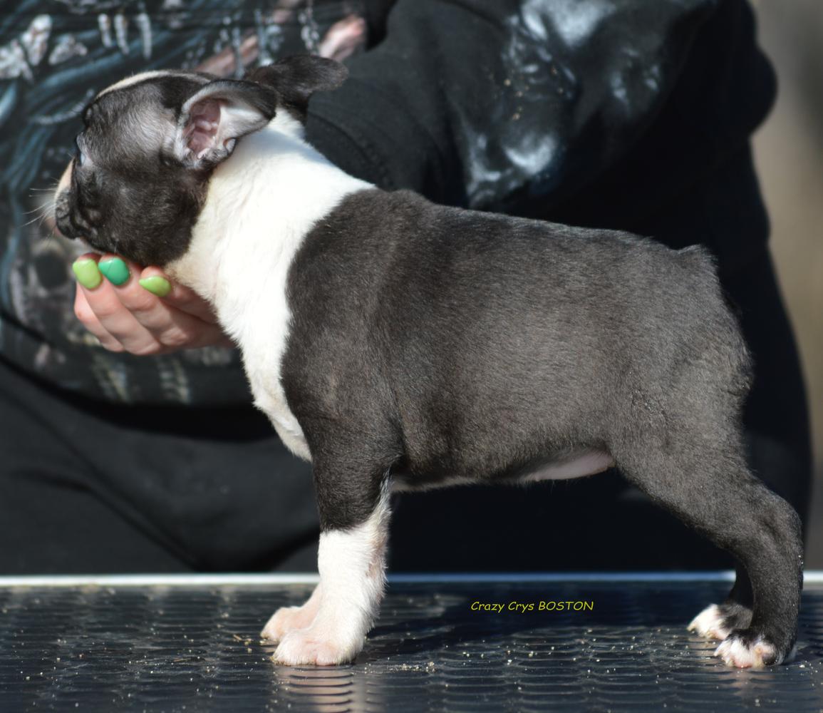 Crazy Crys Want You | Boston Terrier 
