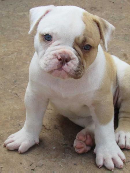 Konda Bulls Bella | American Bulldog 
