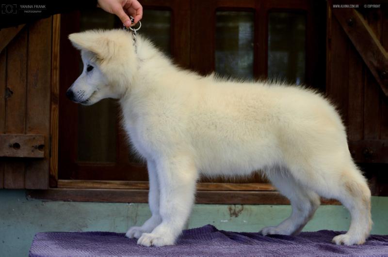 Drakko de Alkina | White Swiss Shepherd Dog 