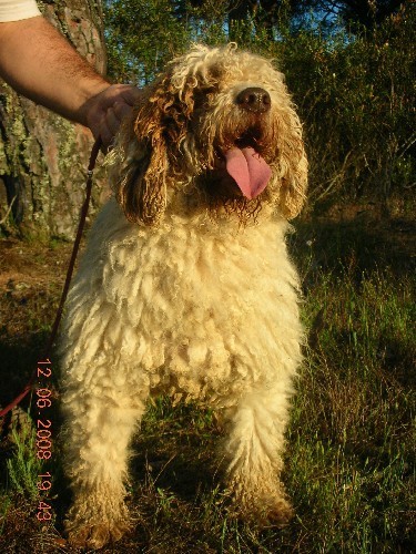 Balborraz de Los Banzos old | Spanish Water Dog 