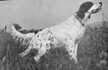 Vavà del Tidone | English Setter 